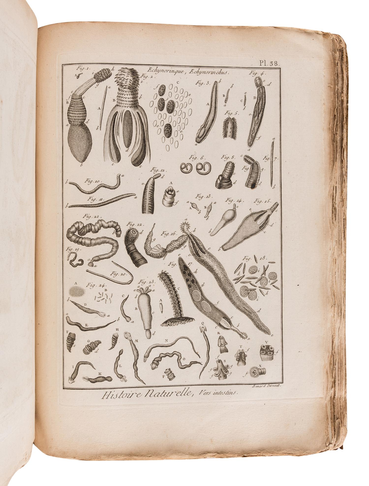 BRUGUIÈRE, Jean Guillaume (1749-1798). Tableau encyclopédique et méthodique des trois règnes de la nature. Contenant l'helminthologie, ou les vers infusoires, les vers intestins, les vers mollusques, &c . Paris: Panckoucke, 1791.