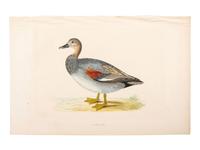 A Collection of Engravings from A History of British Birds , Rev. Francis Orpen Morris (Irish, 1810-1893)