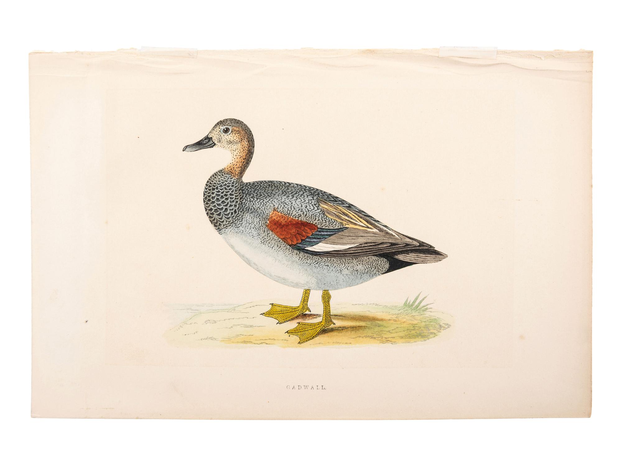 A Collection of Engravings from A History of British Birds , Rev. Francis Orpen Morris (Irish, 1810-1893)