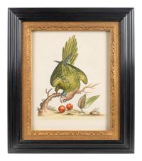 A Set of Eight Hand-Colored Engravings After George Edwards (British, 1694-1773) — LATE 19TH CENTURY