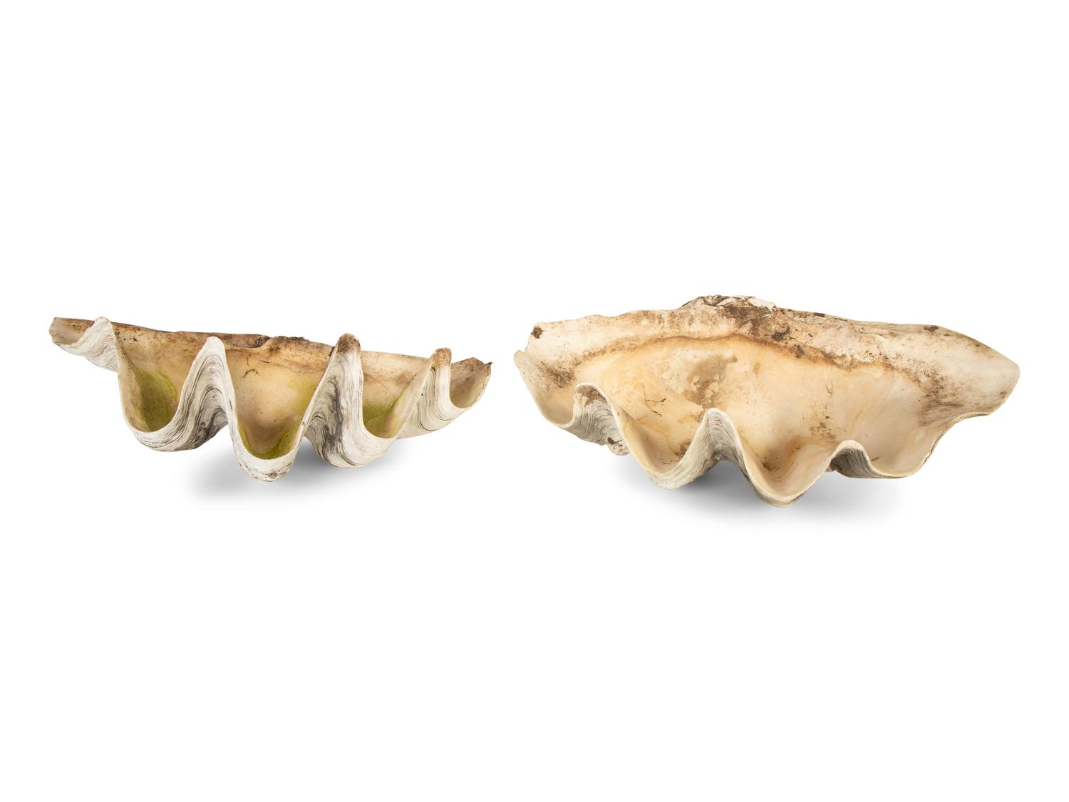 A Pair of Tridacna Gigas Giant Clam Shells