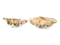 A Pair of Tridacna Gigas Giant Clam Shells