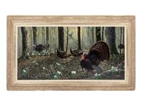 Spring, Wild Turkeys