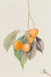 Cherry Branch with Two Roses