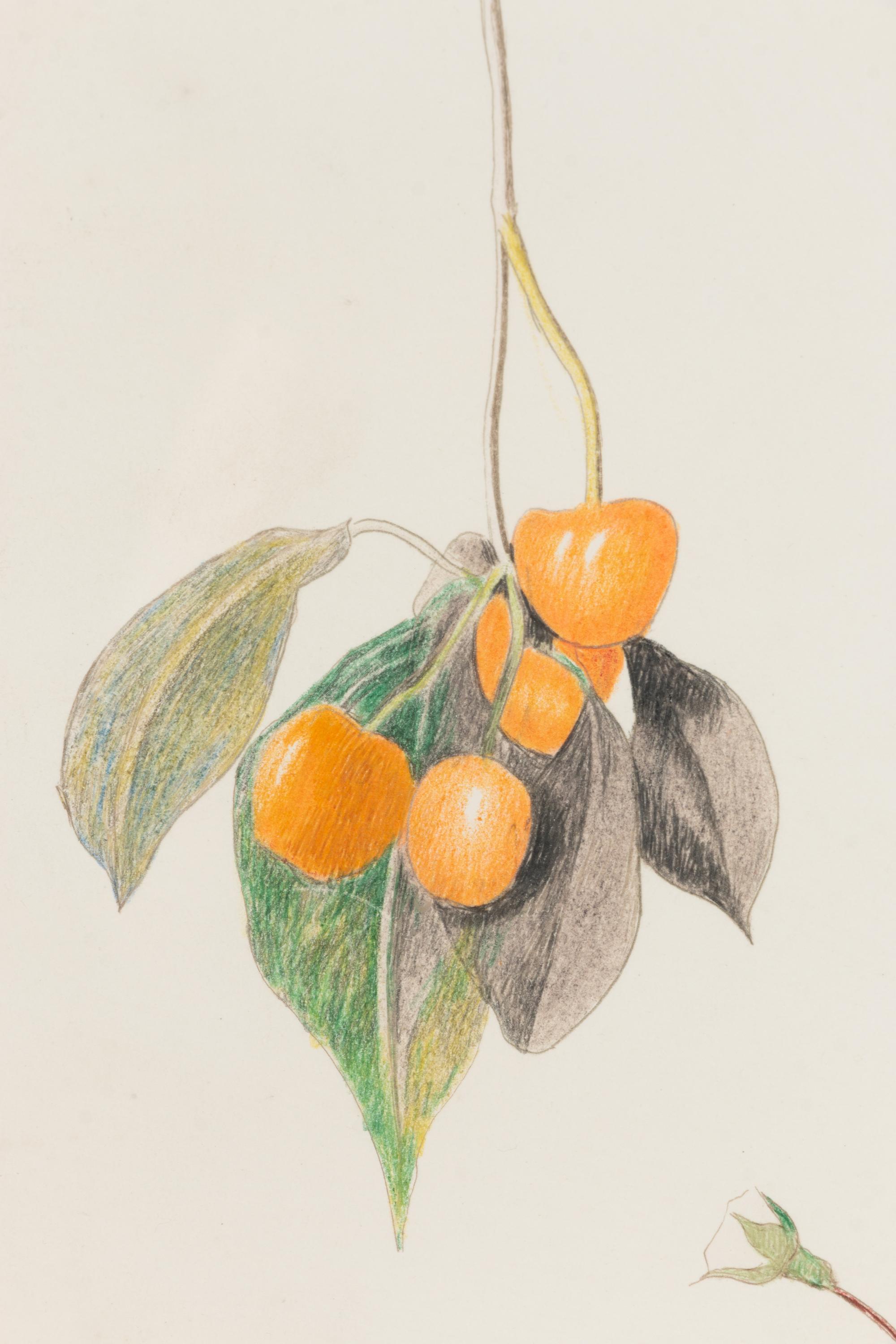 Cherry Branch with Two Roses