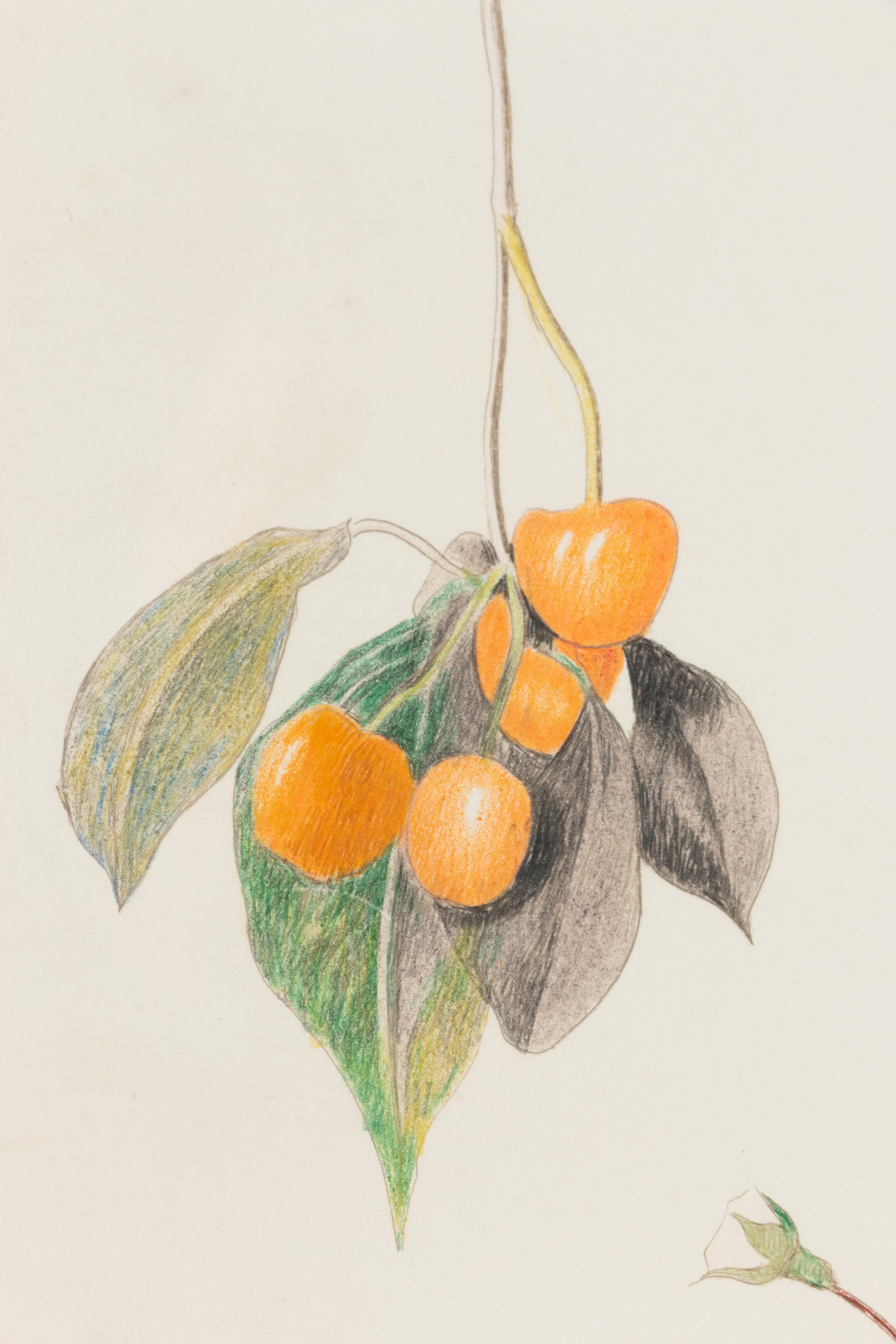 Cherry Branch with Two Roses