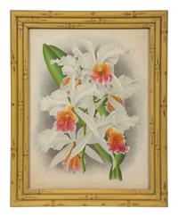 A Set of Twelve Framed Botanical Lithographs