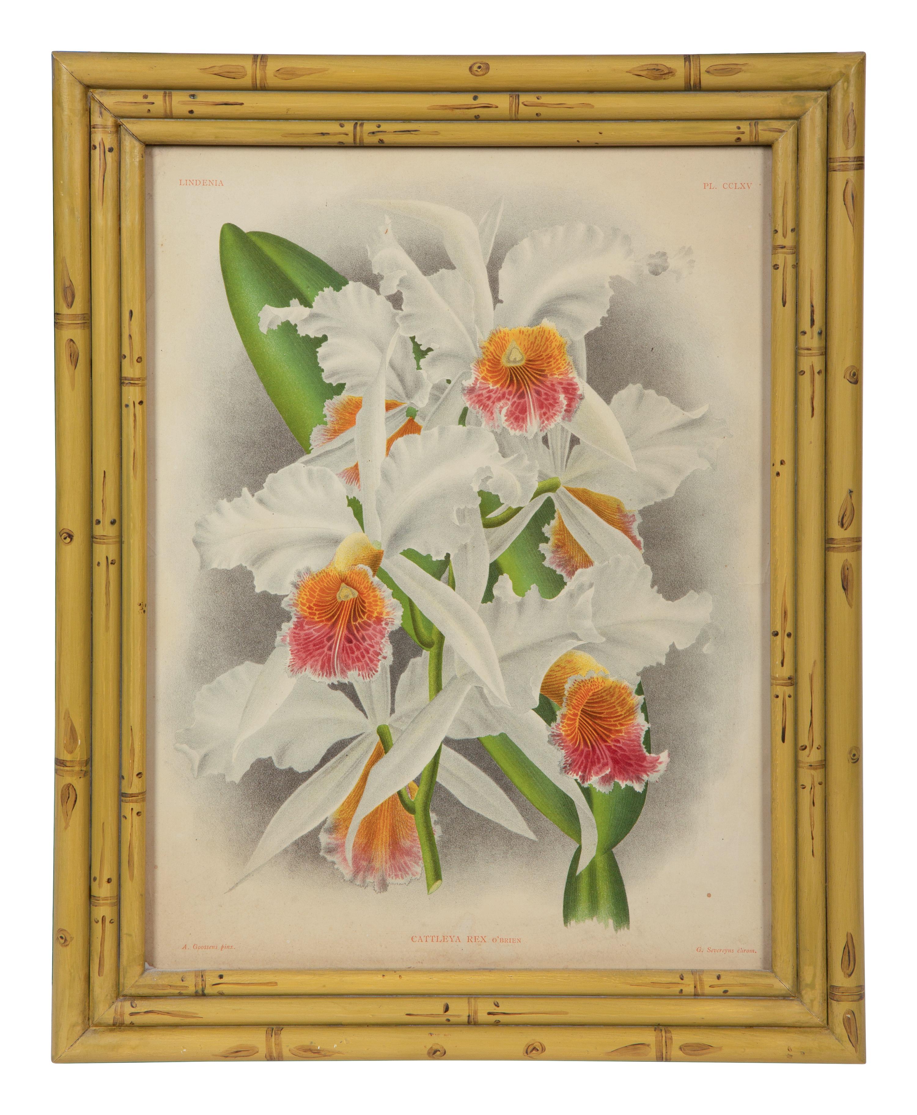 A Set of Twelve Framed Botanical Lithographs