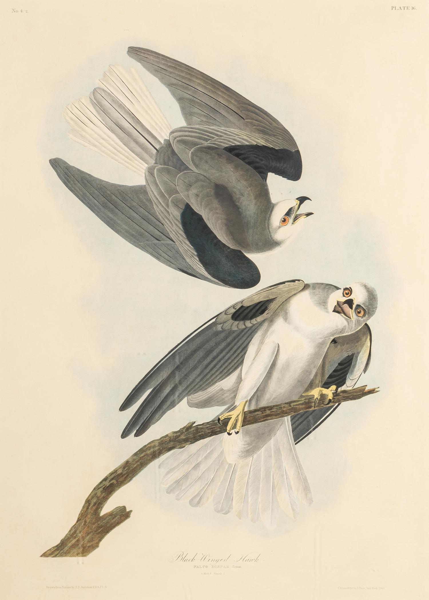 AUDUBON, John James (1785-1851) Black-winged hawk (Plate CCCLII) Falco dispar