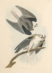 AUDUBON, John James (1785-1851) Black-winged hawk (Plate CCCLII) Falco dispar