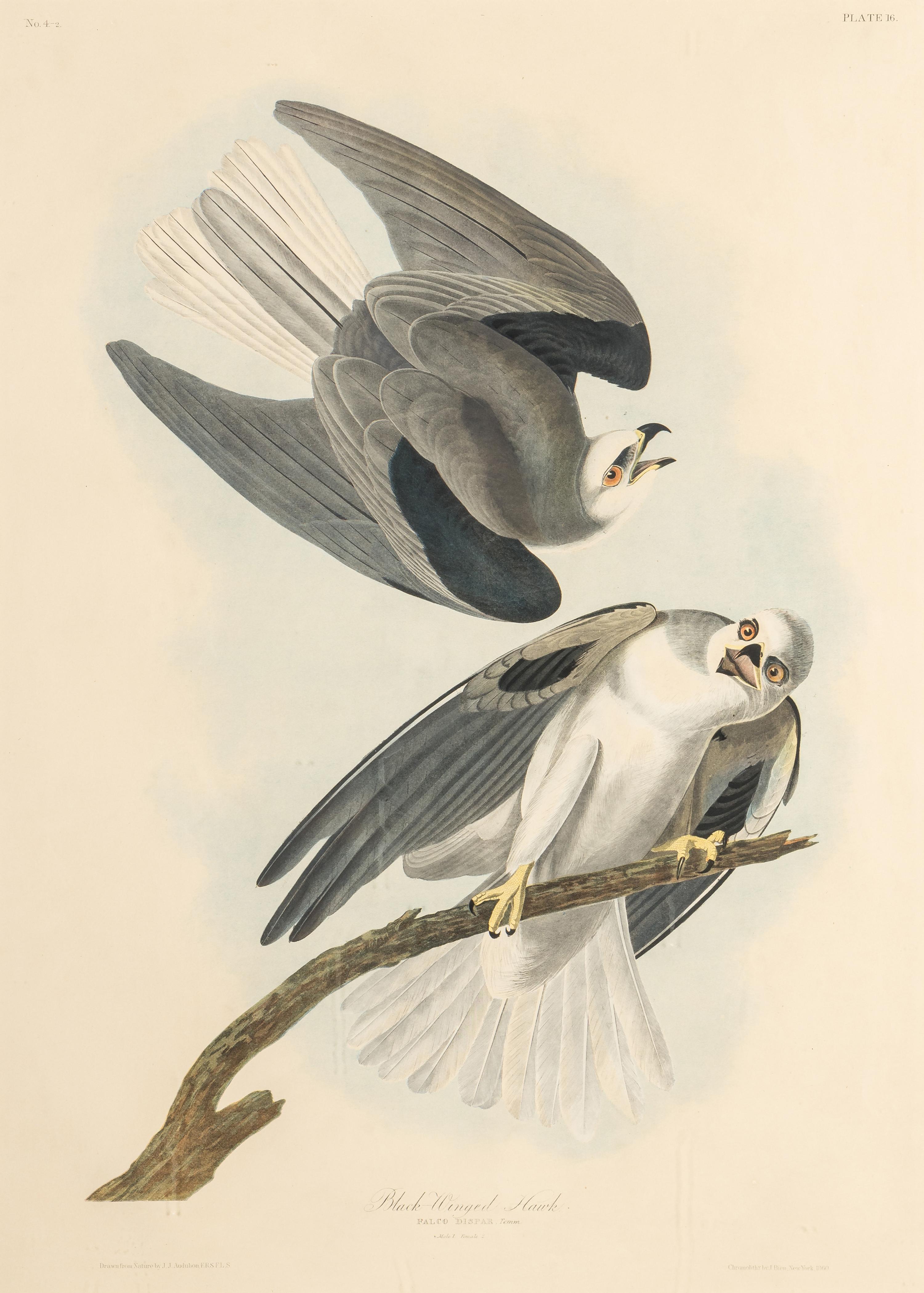 AUDUBON, John James (1785-1851) Black-winged hawk (Plate CCCLII) Falco dispar