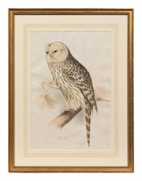 John Gould and Elizabeth Gould (British, 19th Century)