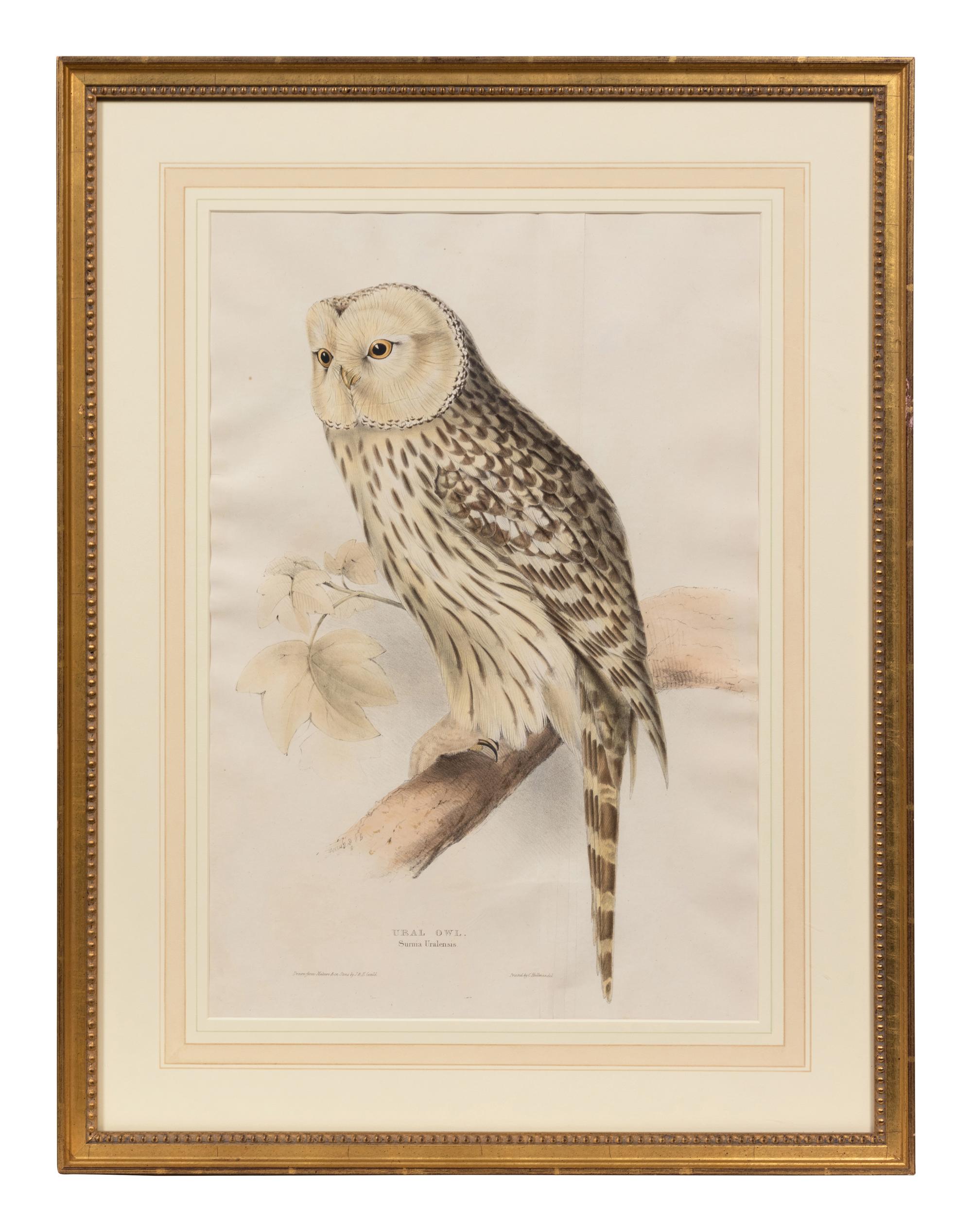John Gould and Elizabeth Gould (British, 19th Century)