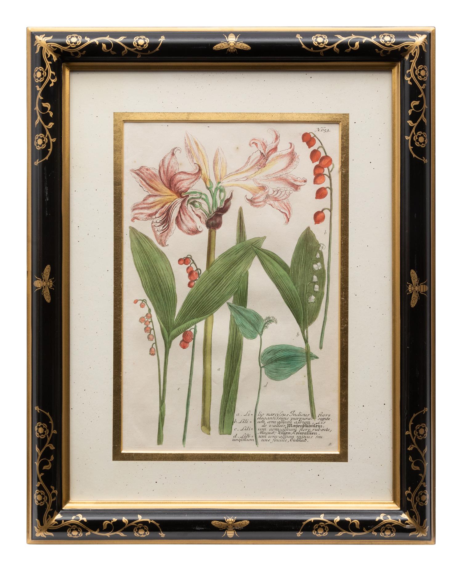 A Group of Johannes Weinamann Botanical Prints from Phytanthoza Iconographia (1737-1745)
