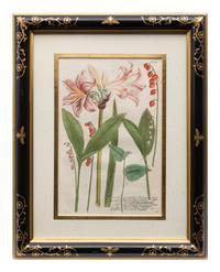 A Group of Johannes Weinamann Botanical Prints from Phytanthoza Iconographia (1737-1745)