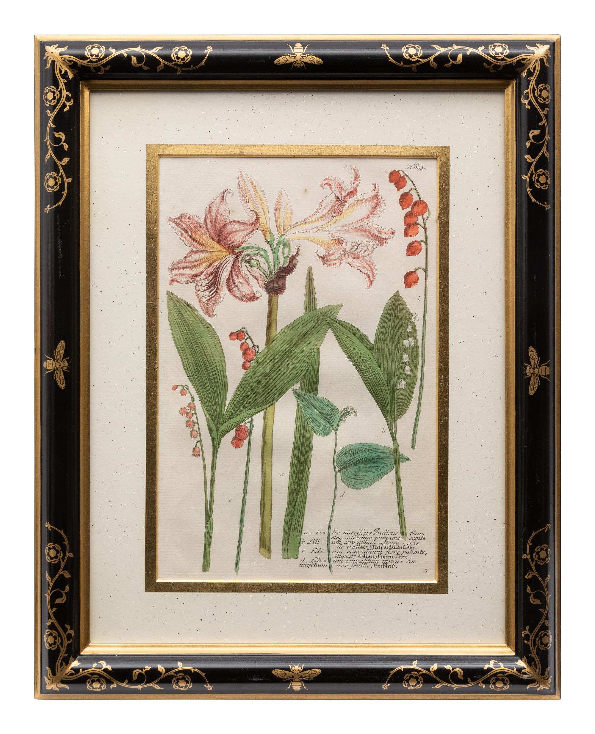 A Group of Johannes Weinamann Botanical Prints from Phytanthoza Iconographia (1737-1745)