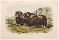 Grouped, see item 1 | A Group of Three Prints of North American Mammals, after John James Audubon (1785-1851) and John Woodhouse Audubon (1812-1862)