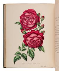 CURTIS, Henry (1819-1889). Beauties of the Rose, containing portraits of the principal varieties of the choicest perpetuals. With plain instructions for their cultivation . Bristol and London: John Lavars and Groombridge & Sons, 1850-1853.