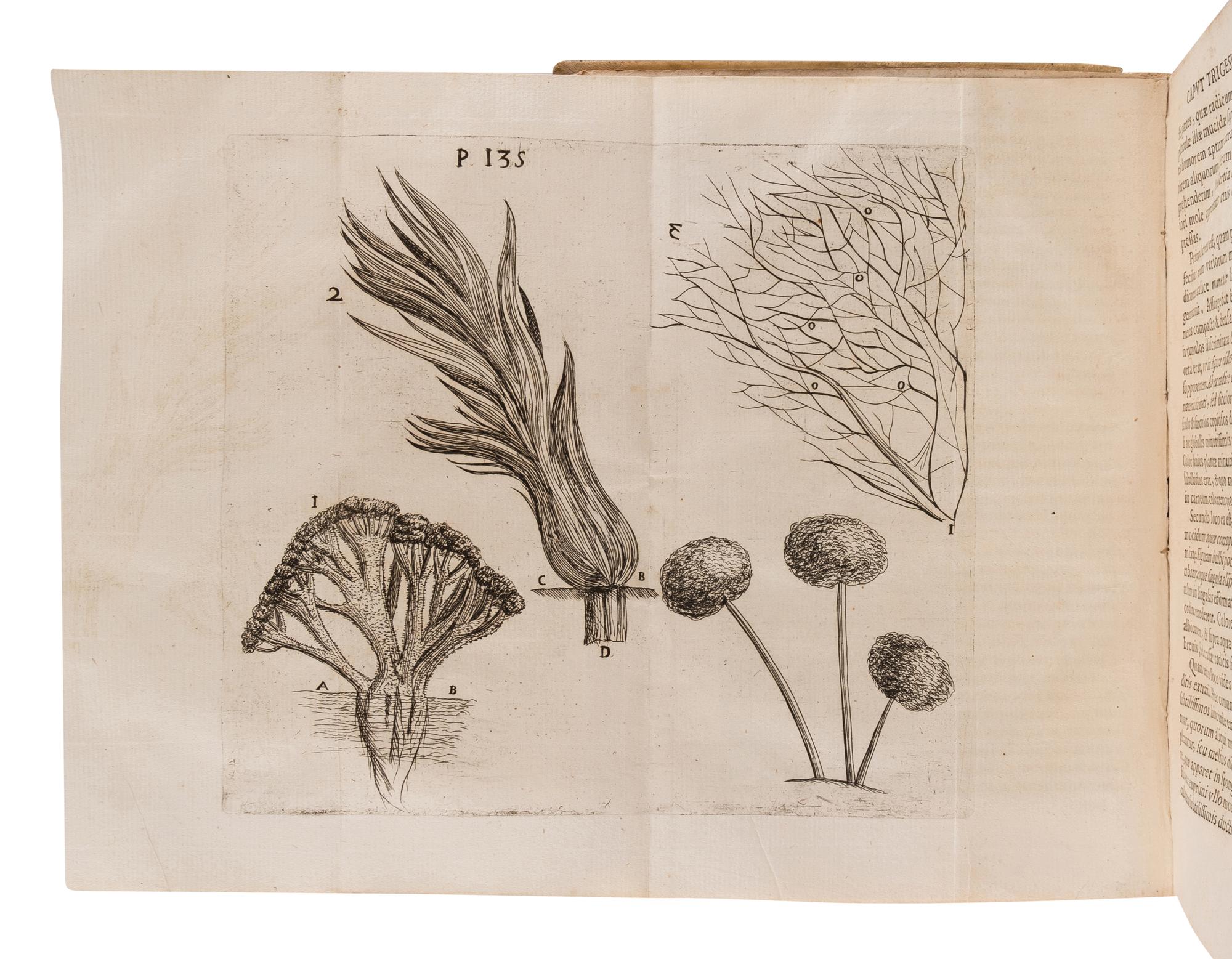 BUONANNI, Filippo (1638-1725). Observationes circa viventia, quae in rebus non viventibus reperiuntur. Cum micrographia curiosa. Rome: Typis Dominici Antonii Herculis, 1691.