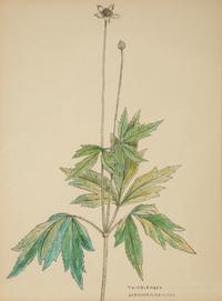 Eighteen Botanical Watercolors