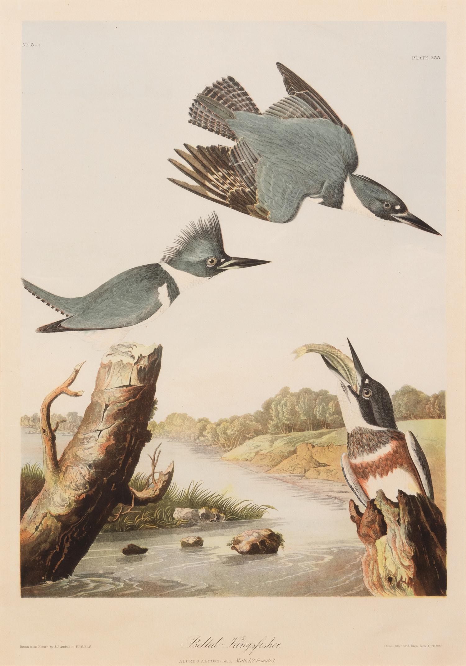 After John James Audubon (American, 1785-1851)
