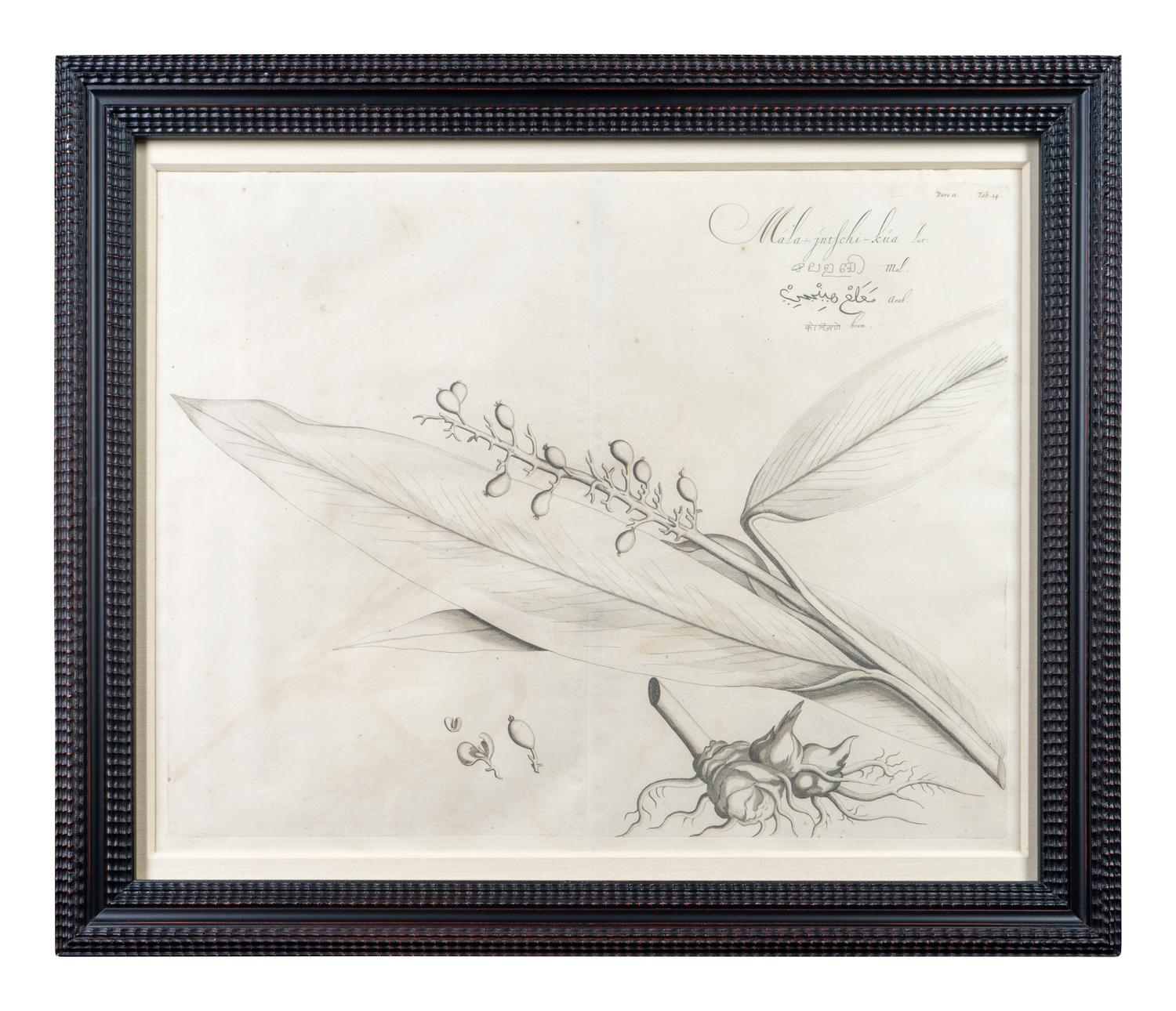 A Set of Six Framed Botanical Engravings