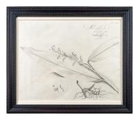 A Set of Six Framed Botanical Engravings