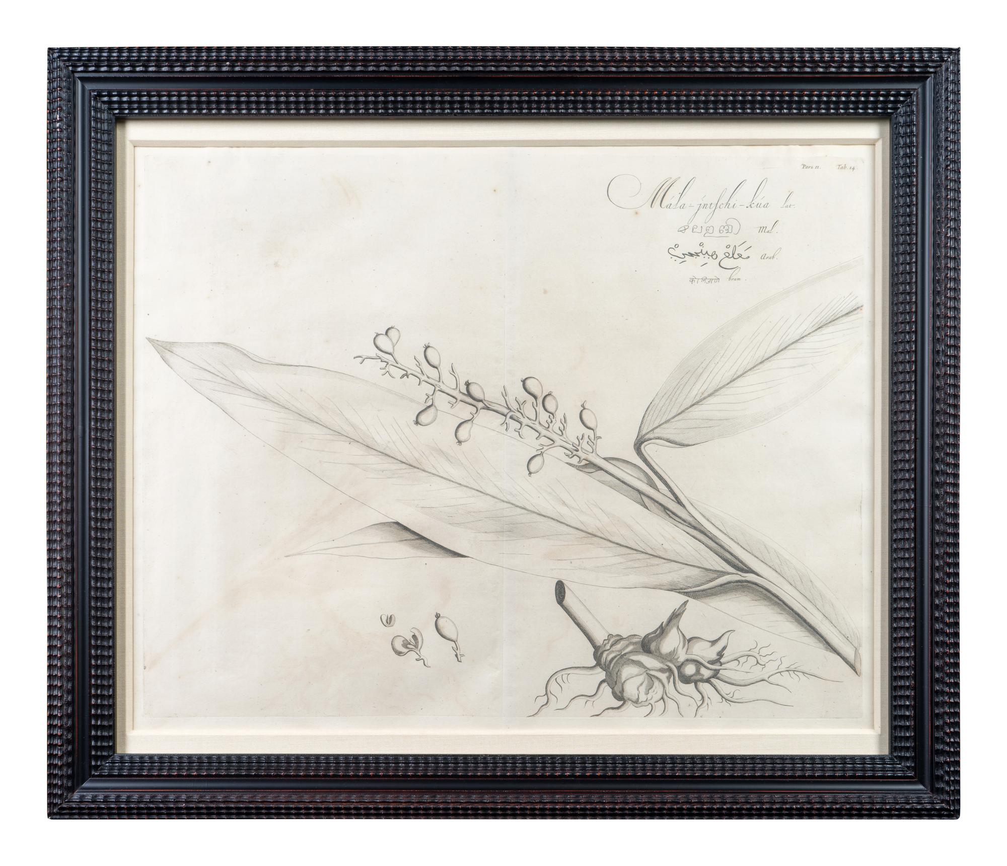 A Set of Six Framed Botanical Engravings