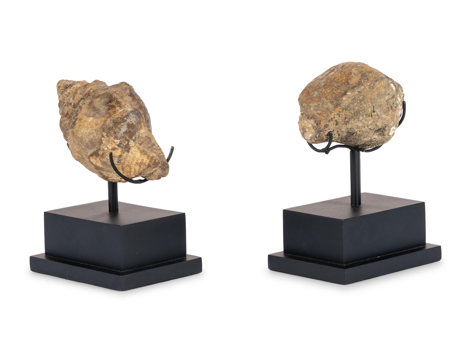 A Pair of Shell Fossil Specimens
