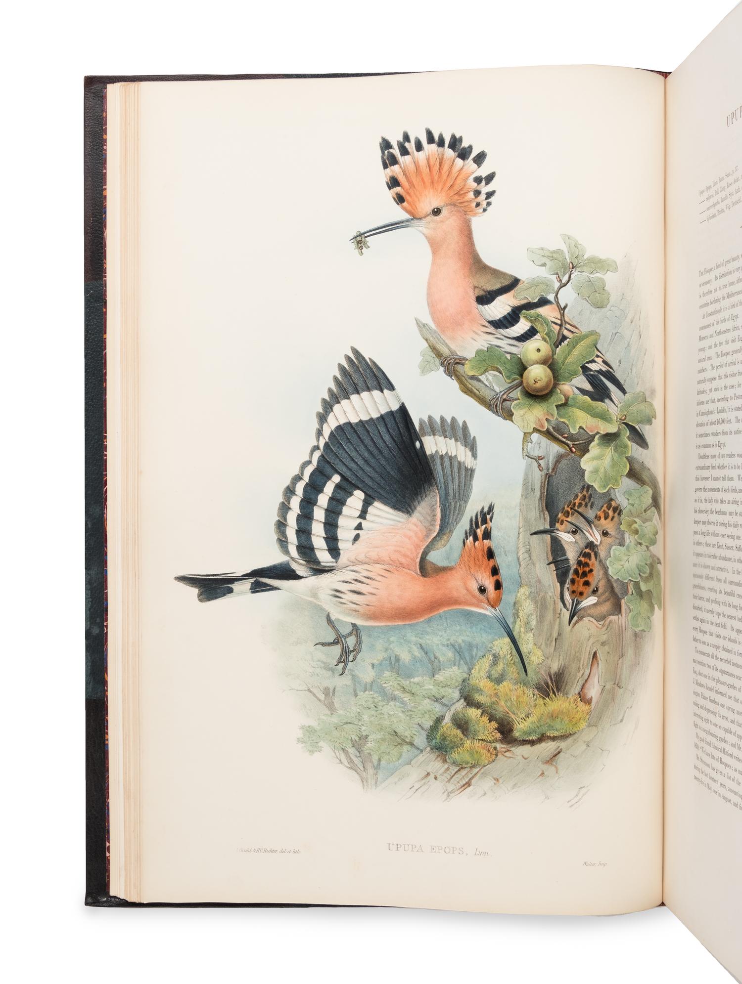 [NATURAL HISTORY]. GOULD, John (1804-1881). The Birds of Great Britain . London: Taylor and Francis, [1862-] 1873.