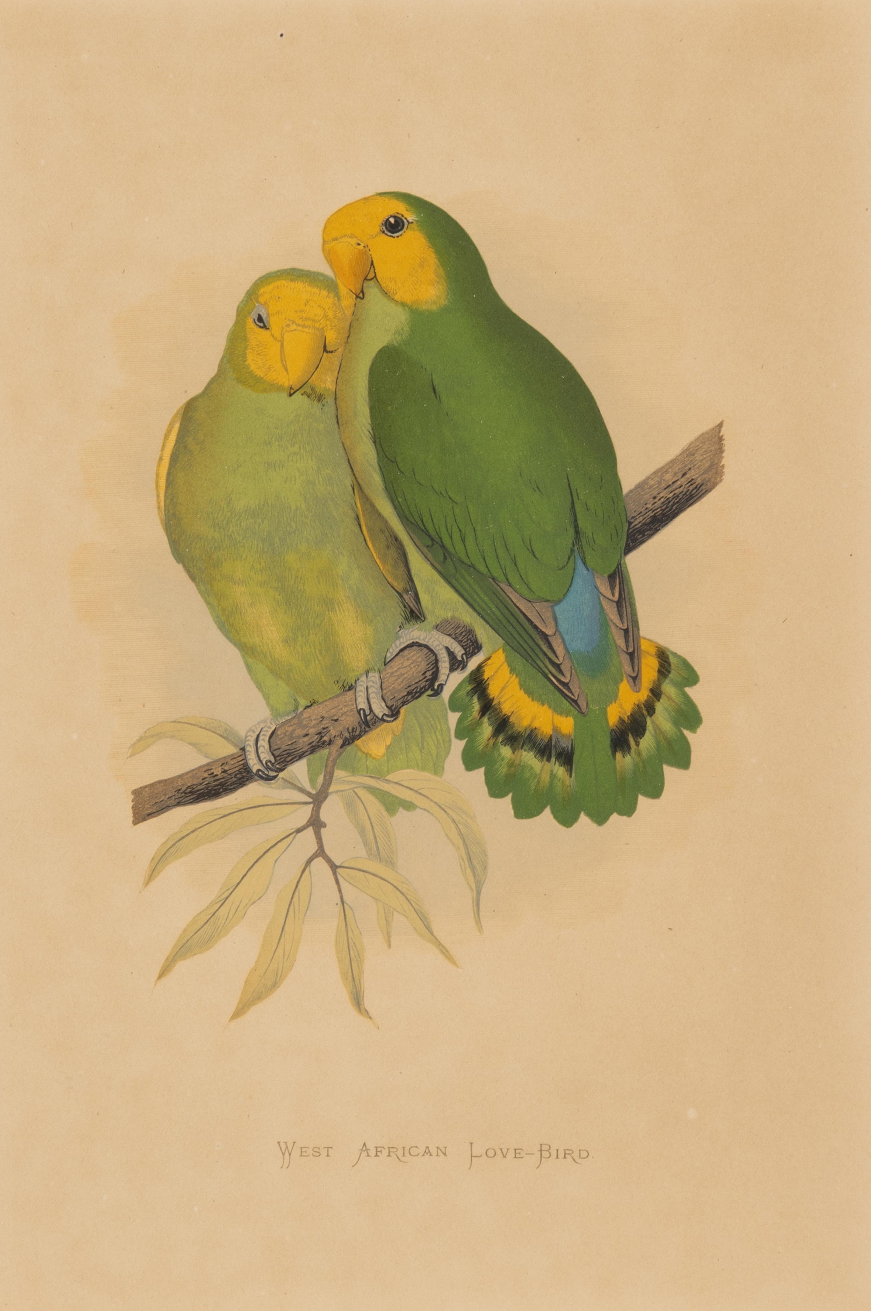 William Thomas Greene (English, 19th Century) — Parrots in Captivity (six plates, after Alexander F. Lydon)