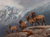 Big Horn Sheep