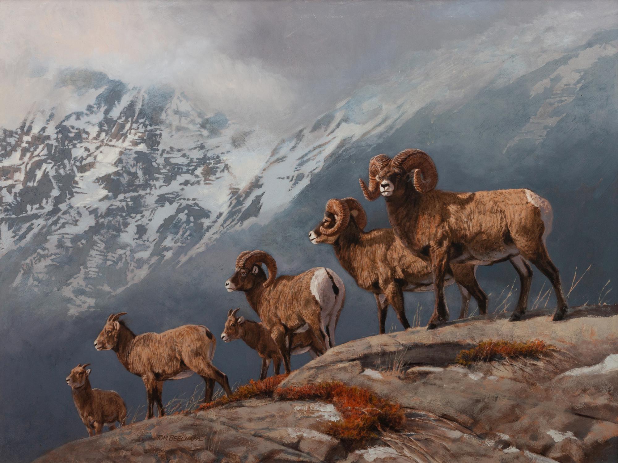 Big Horn Sheep