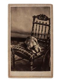 [AFRICAN AMERICANA]. BALL, James Presley, and THOMAS, Alexander, photographers. CDV of dog identified as "Fido." Cincinnati, OH.
