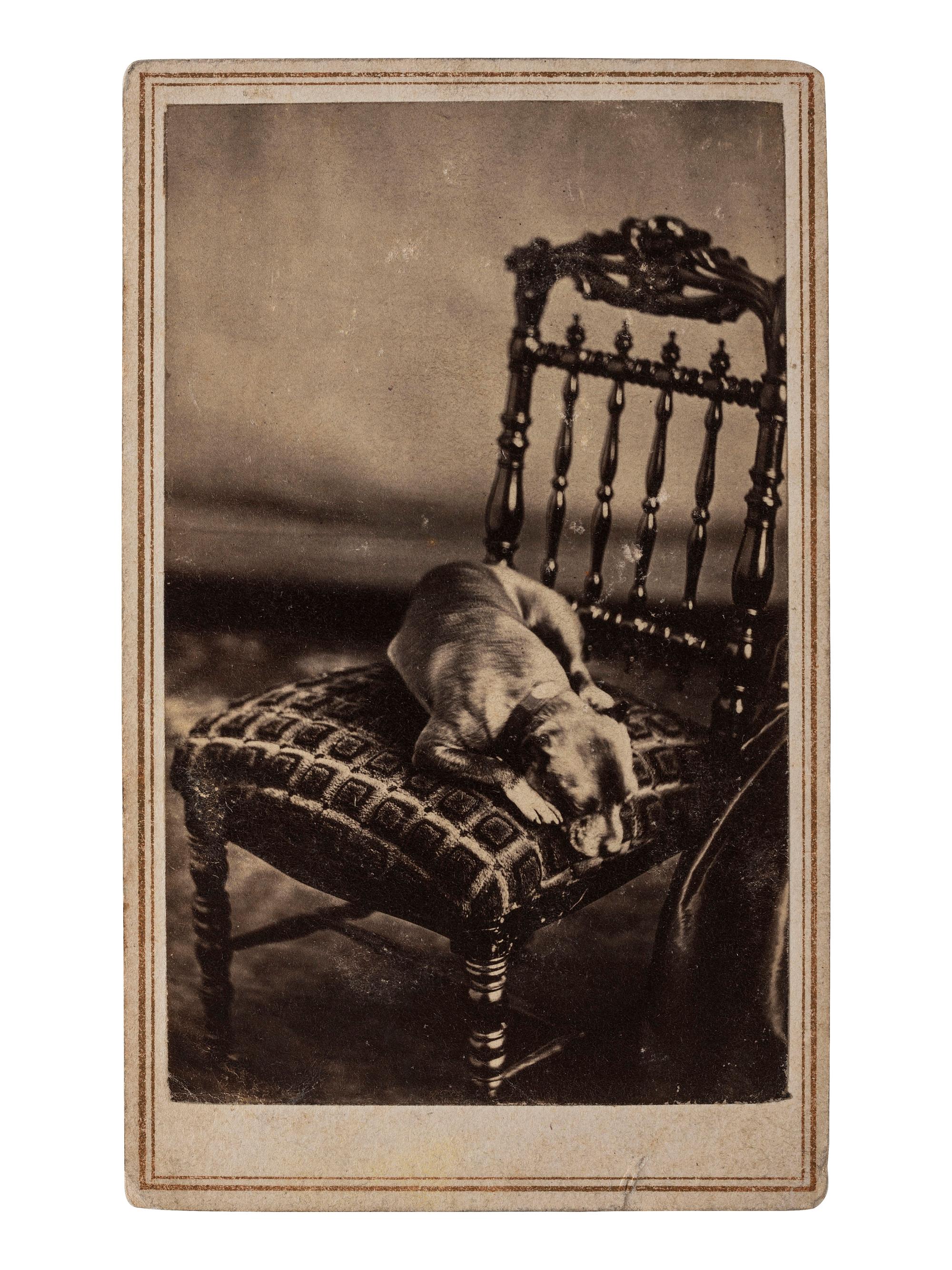 [AFRICAN AMERICANA]. BALL, James Presley, and THOMAS, Alexander, photographers. CDV of dog identified as "Fido." Cincinnati, OH.