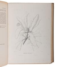 [NATURAL HISTORY]. SARGENT, Charles Sprague (1841-1927). The Silva of North America. Boston and New York: Houghton Mifflin Company, 1892-1902.