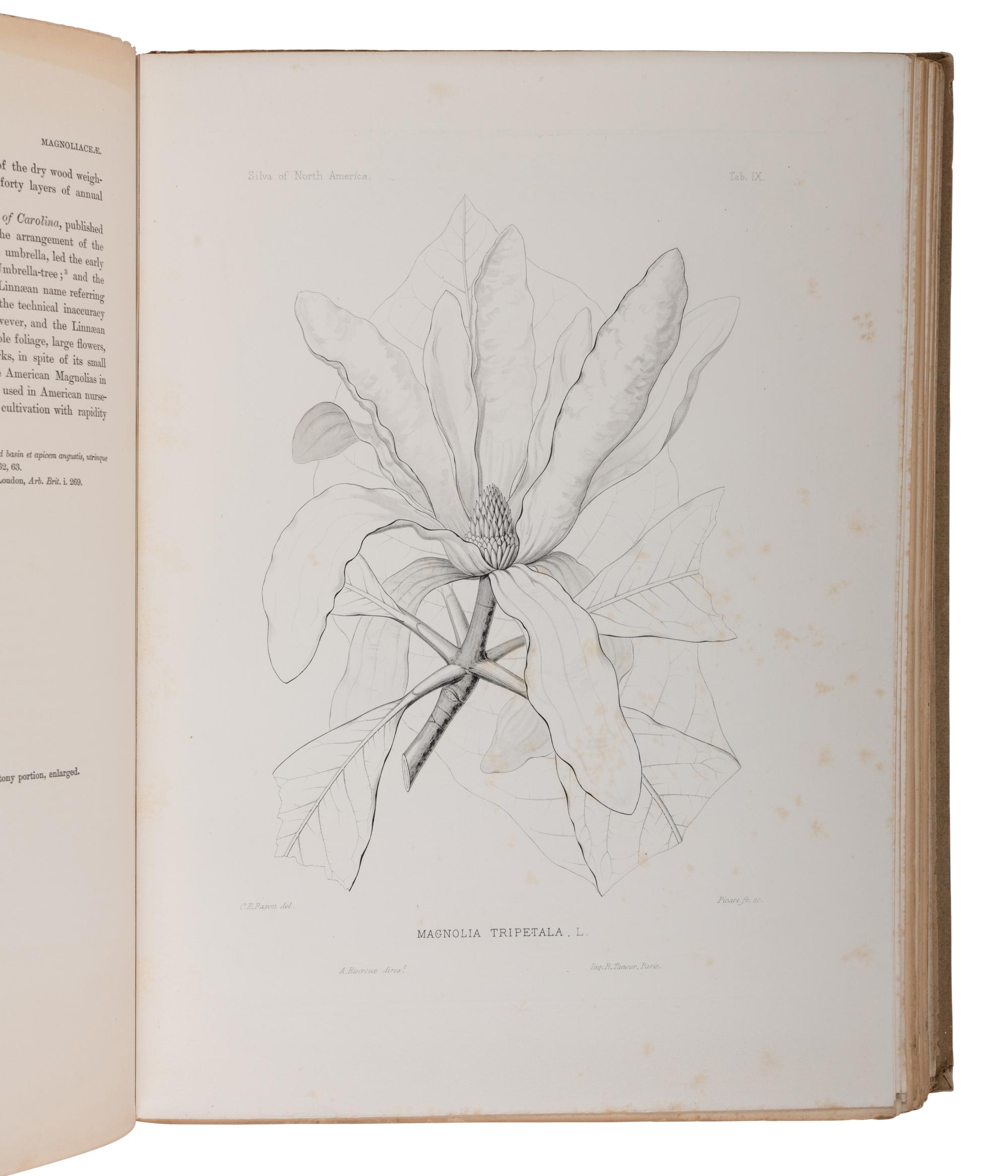 [NATURAL HISTORY]. SARGENT, Charles Sprague (1841-1927). The Silva of North America. Boston and New York: Houghton Mifflin Company, 1892-1902.