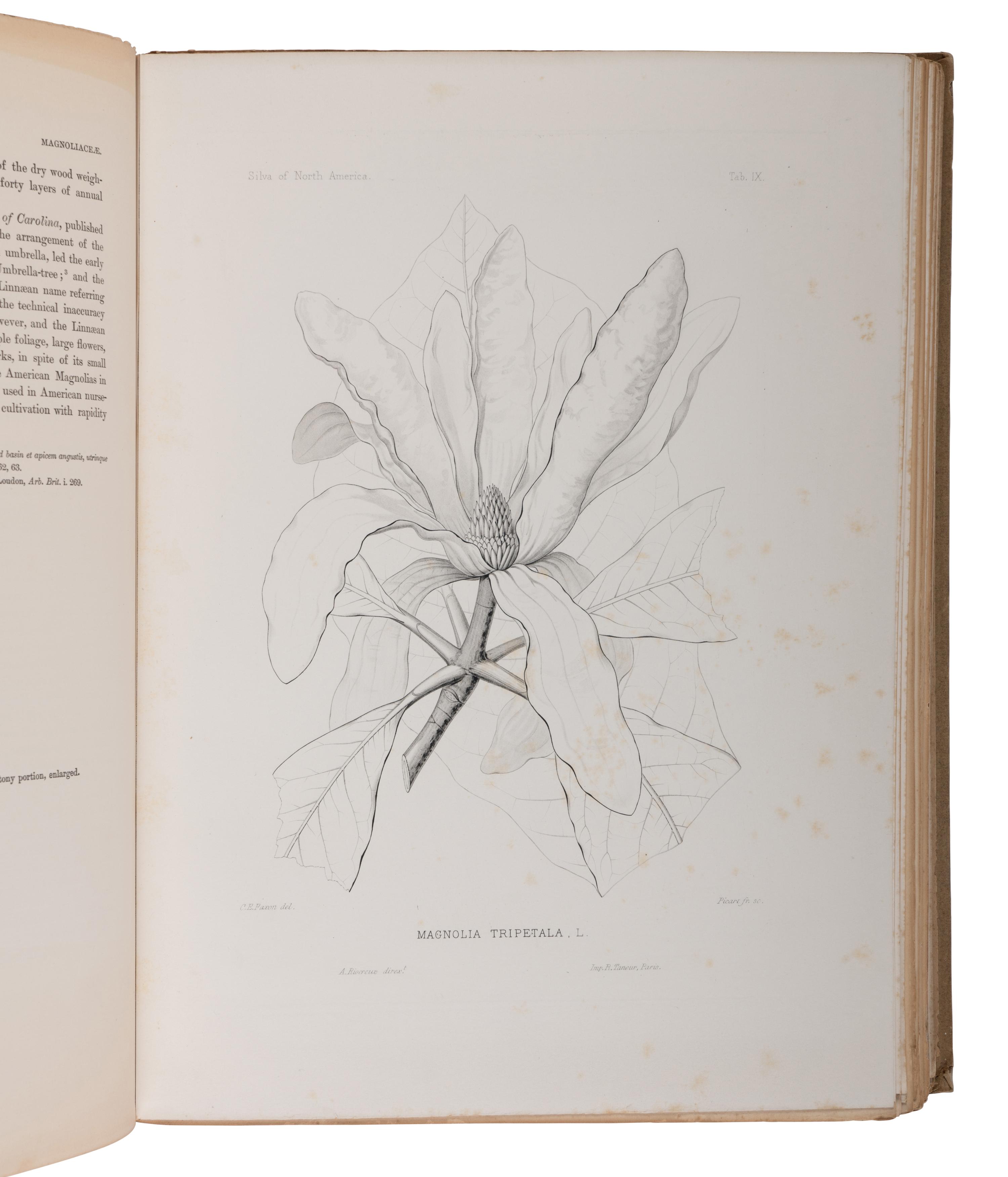 [NATURAL HISTORY]. SARGENT, Charles Sprague (1841-1927). The Silva of North America. Boston and New York: Houghton Mifflin Company, 1892-1902.