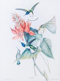 GOULD, JOHN. Four lithographs from Monograph of the Trochilidae, or Family of Humming-birds.