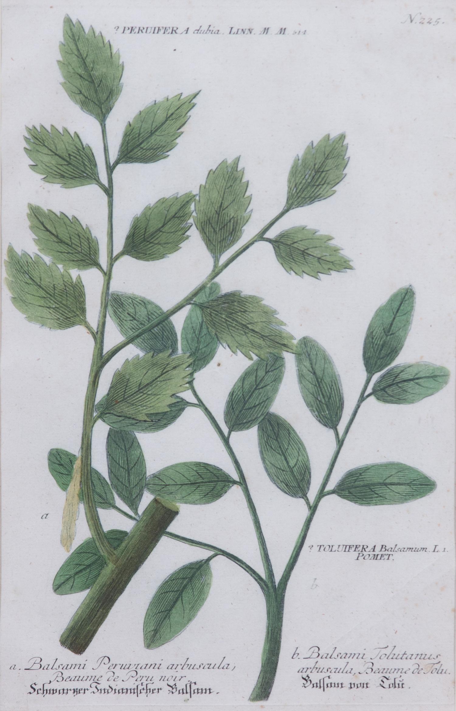 Four Framed Hand-Colored Botanical Engravings Sight size 13 1/4 x 8 1/2 inches. — 19TH CENTURY