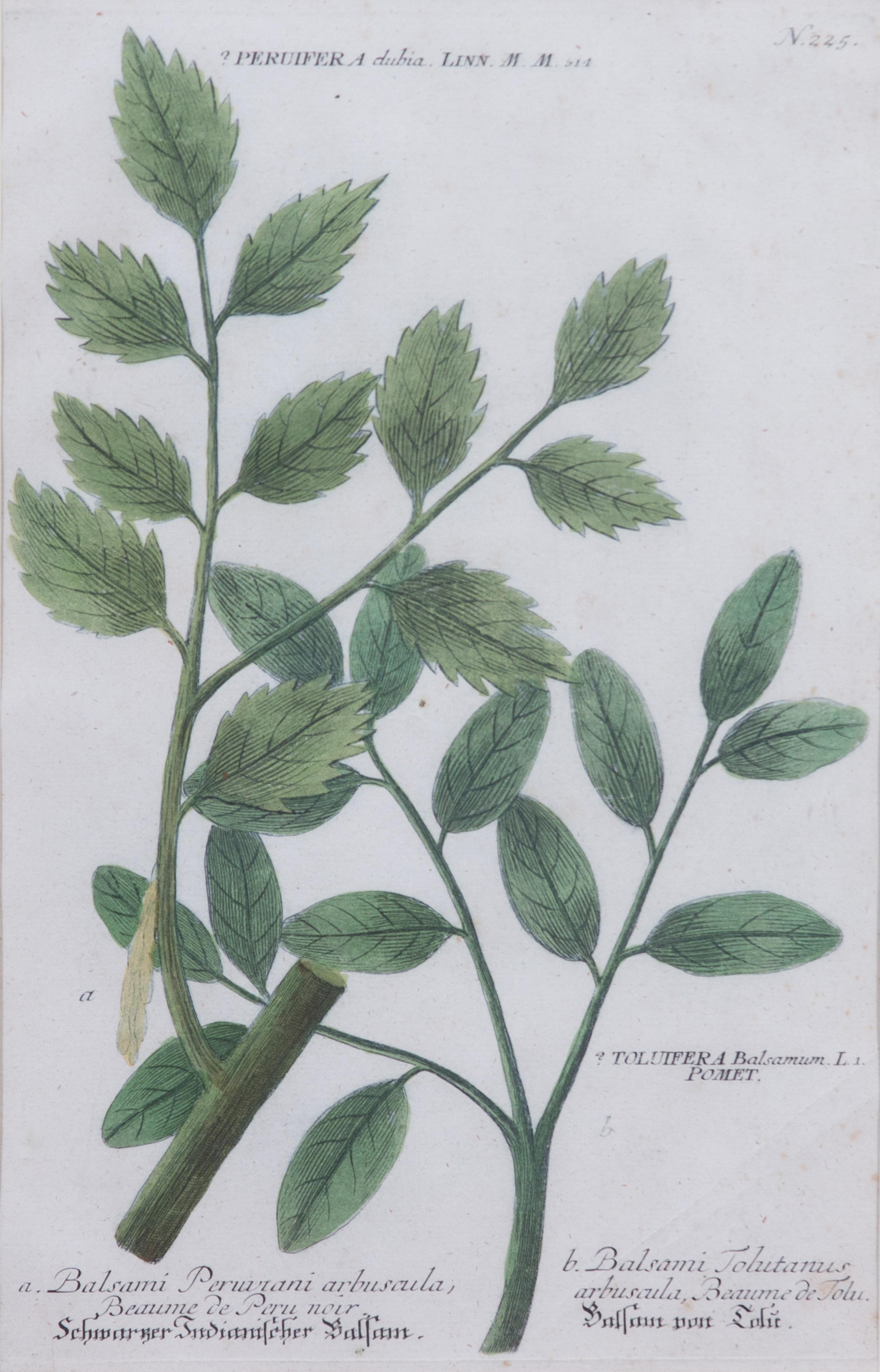 Four Framed Hand-Colored Botanical Engravings Sight size 13 1/4 x 8 1/2 inches. — 19TH CENTURY