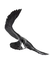 Eagle, edition 16/20