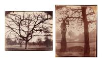 A pair of photographs depicting trees, Saint-Cloud ( Saint-Cloud [chene], 1921; Saint-Cloud [19h matin, mars 1926] , 1926)