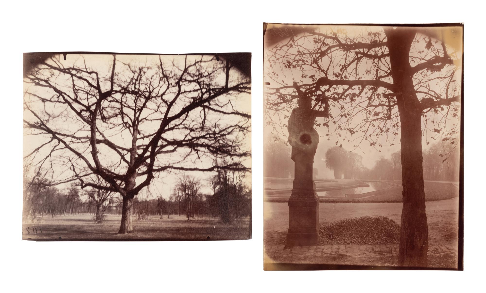 A pair of photographs depicting trees, Saint-Cloud ( Saint-Cloud [chene], 1921; Saint-Cloud [19h matin, mars 1926] , 1926)