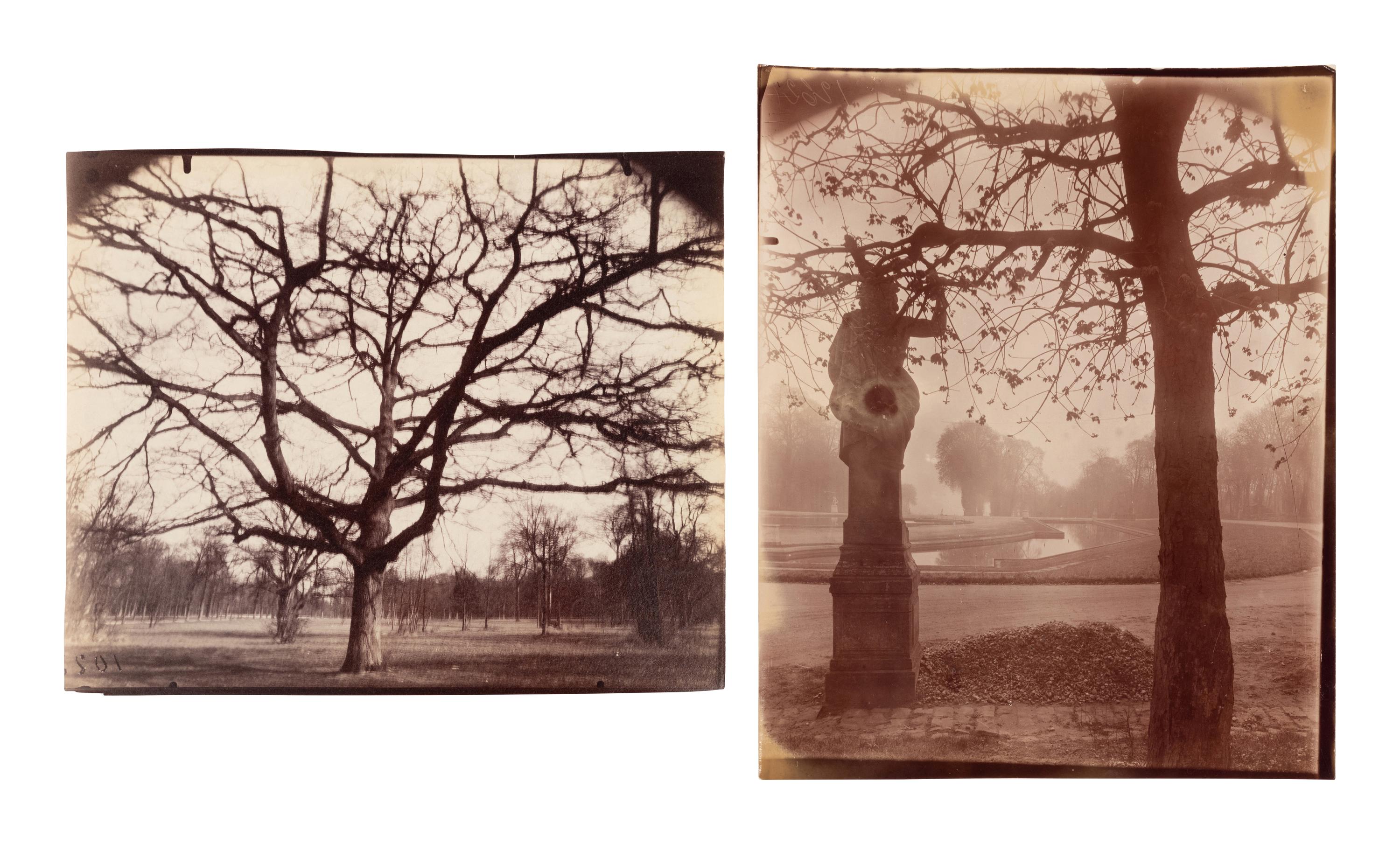 A pair of photographs depicting trees, Saint-Cloud ( Saint-Cloud [chene], 1921; Saint-Cloud [19h matin, mars 1926] , 1926)