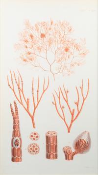 A Set of Three Framed Decorative Prints of Coral — 20TH CENTURY