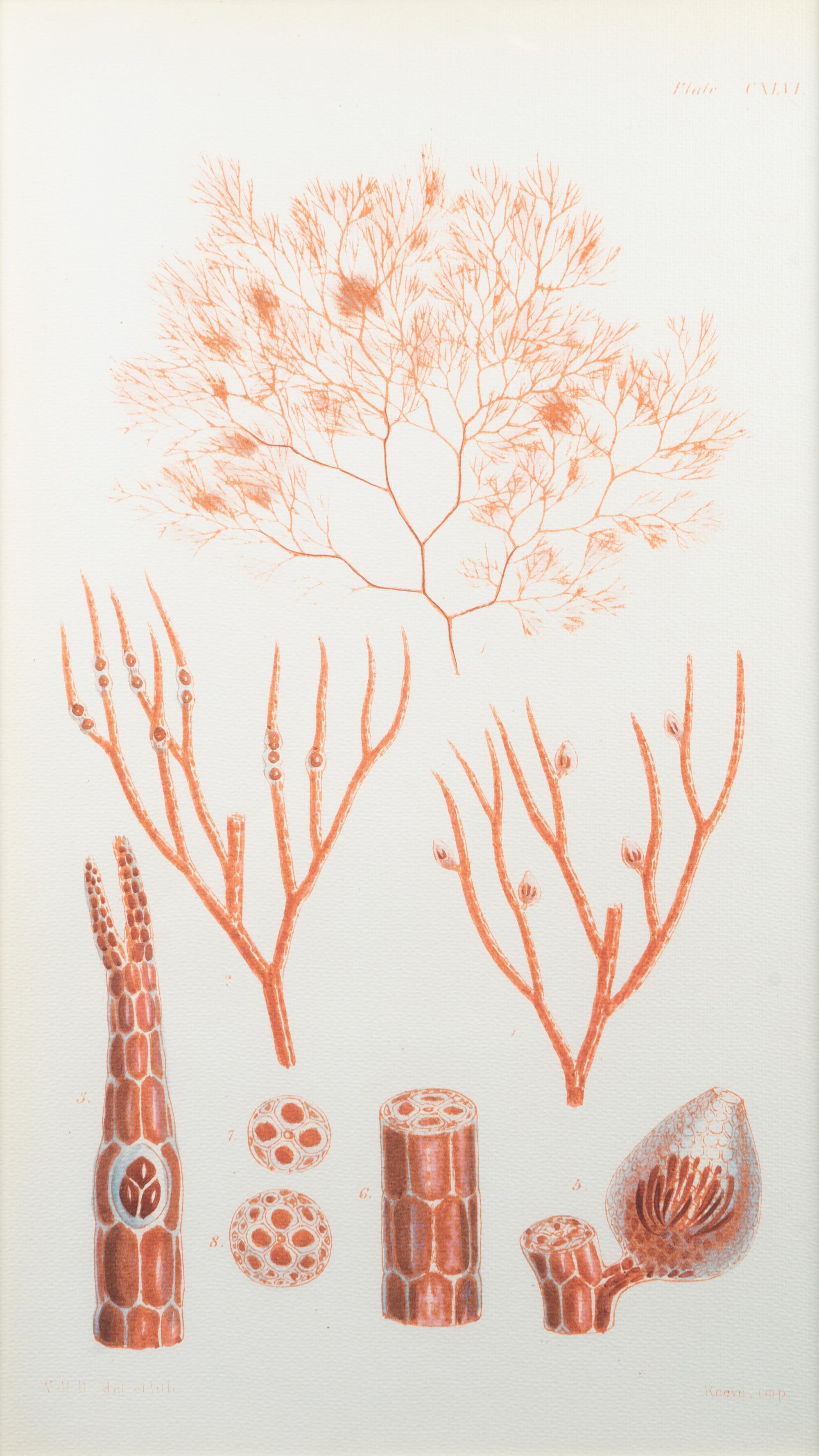 A Set of Three Framed Decorative Prints of Coral — 20TH CENTURY