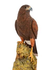 Harris' Hawk - Desert Arrow