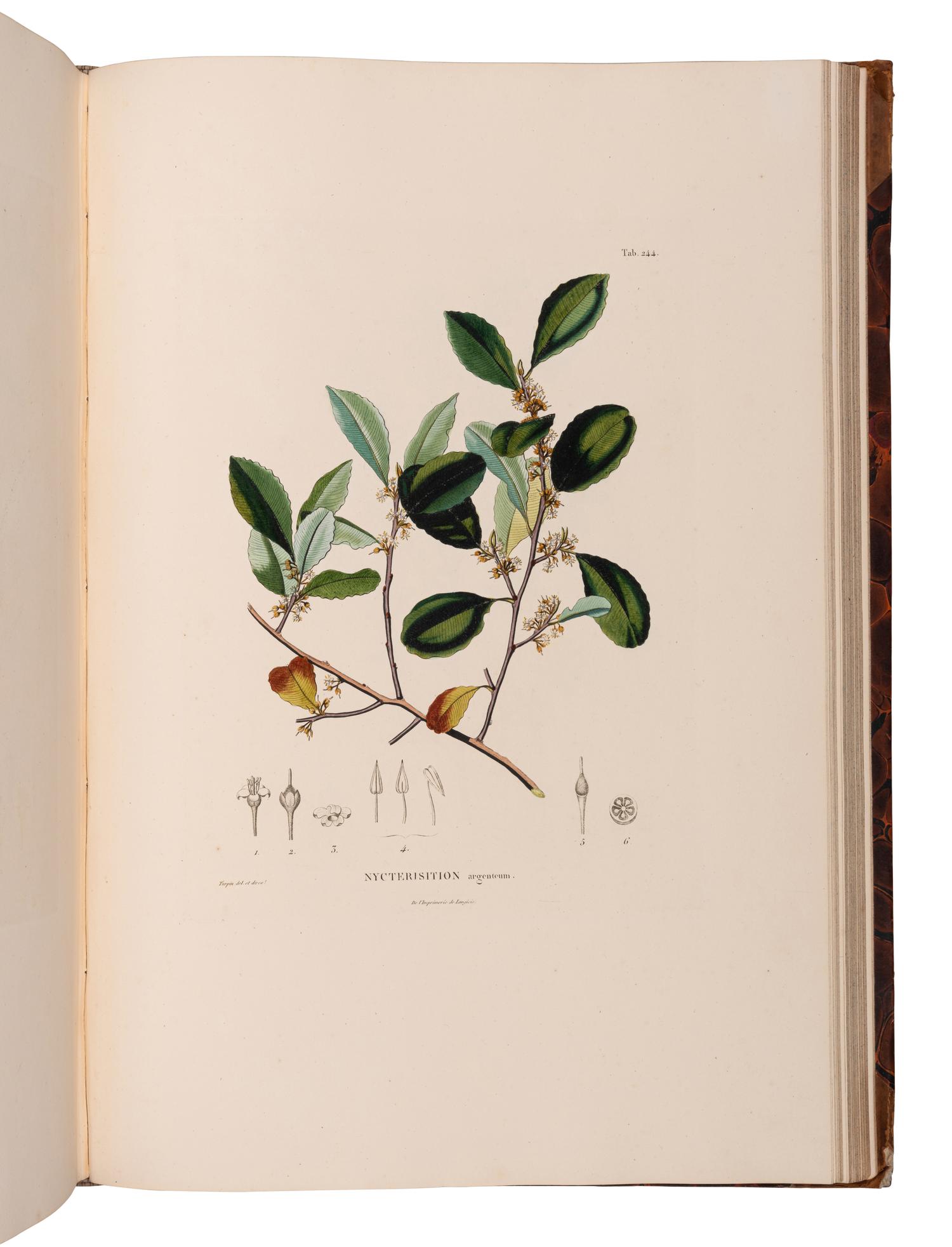 [EXPLORATION -- AMERICAS]. HUMBOLDT, Alexander von (1769-1859) and Aime J. A. BONPLAND (1773-1858). Voyage aus regions equinoctiales du nouveau continent . Part VI: Botanique. Nova genera et species plantarum... . Paris: Librairie Grecque-Latine-Allemande, 1818.
