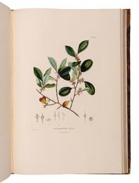 [EXPLORATION -- AMERICAS]. HUMBOLDT, Alexander von (1769-1859) and Aime J. A. BONPLAND (1773-1858). Voyage aus regions equinoctiales du nouveau continent . Part VI: Botanique. Nova genera et species plantarum... . Paris: Librairie Grecque-Latine-Allemande, 1818.